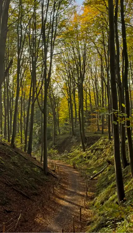 Vakantie in Muziekbos, Vlaamse Ardennen, tijdens uitstap met Vespa scooters