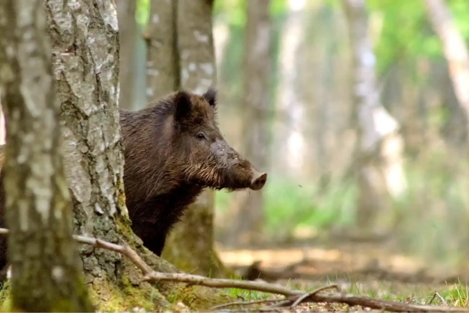 Everzwijn in de bossen van de Ardennen